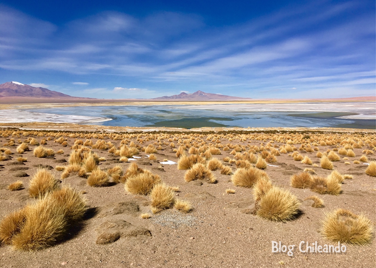 Salar de Tara