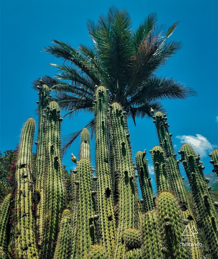 Vegetação desértica do parque La Campana