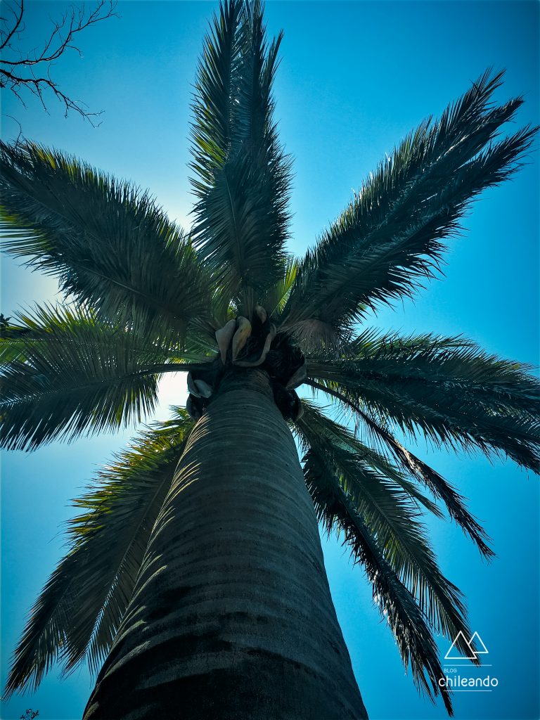 A rainha do parque La Campana