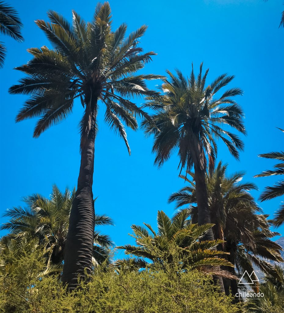 Preservação de Palmas Chilenas no Parque Nacional La Campana