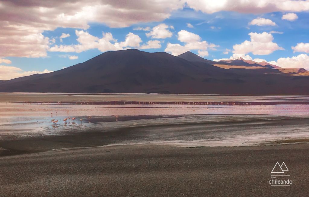 A lagoa dos flamingos