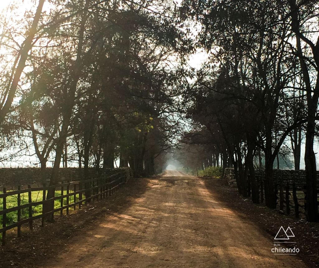Linda rua de acesso à vinícola Perez Cruz