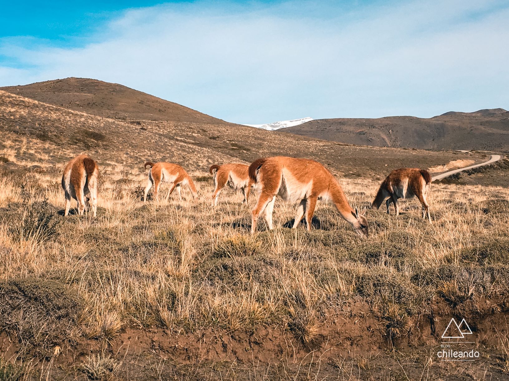 O guanaco é um animal muito comum na fauna do Parque