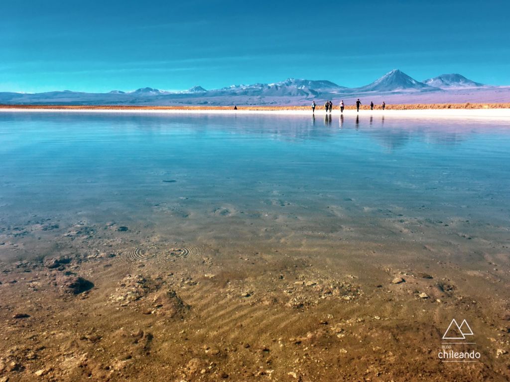A alta salinidade da lagoa Cejar, no Atacama, proporciona uma experiência diferente