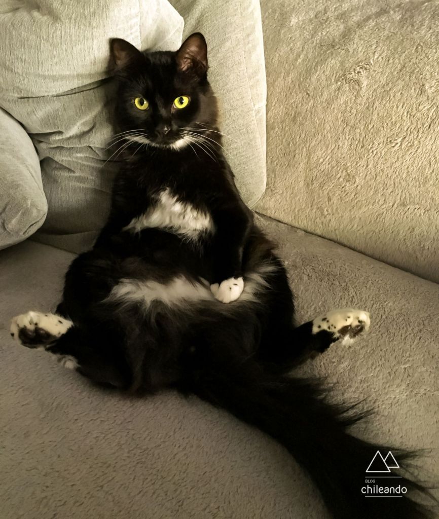 Viajando com animais de estimação