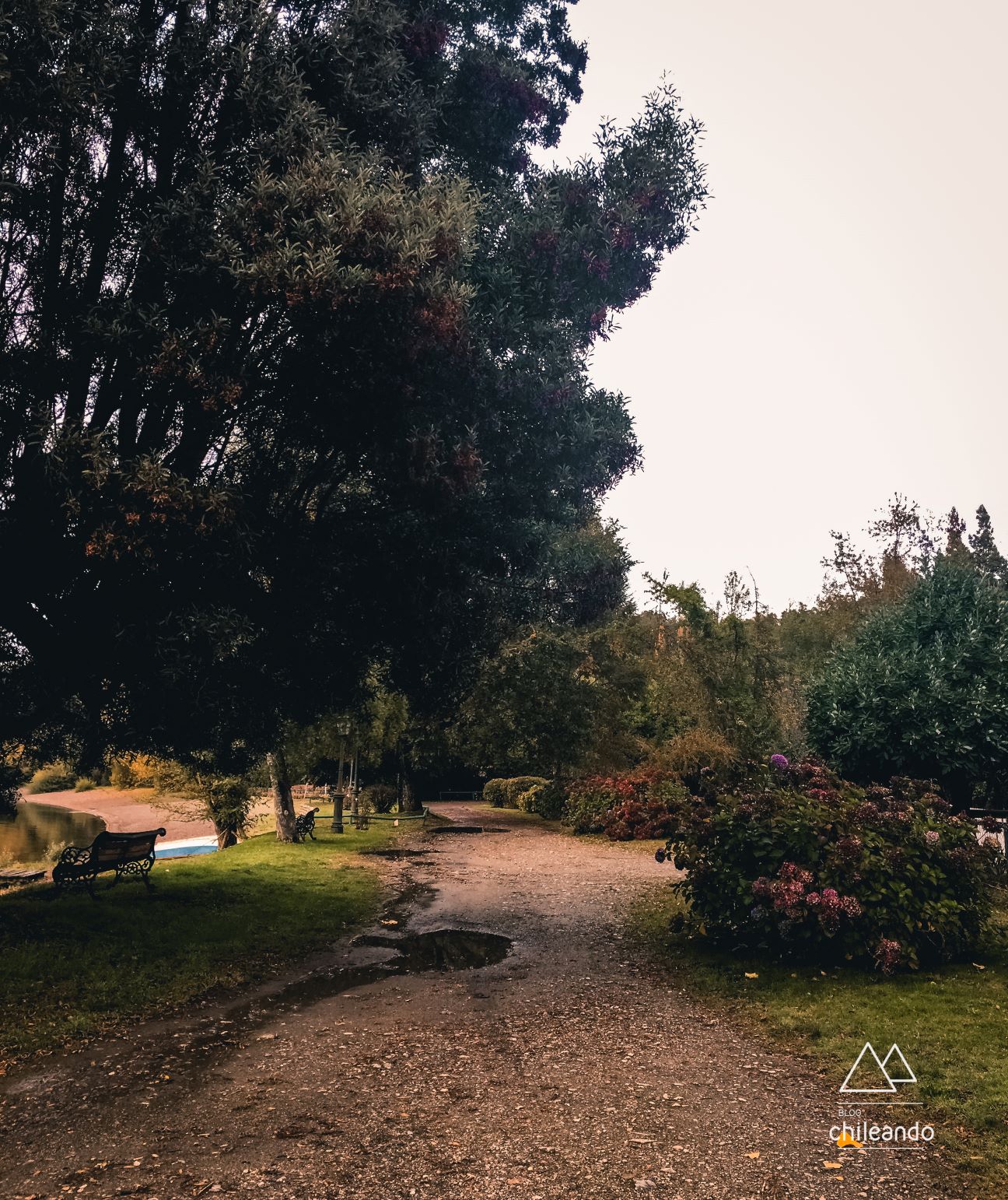 Viela florida na margem do lago Calafquen
