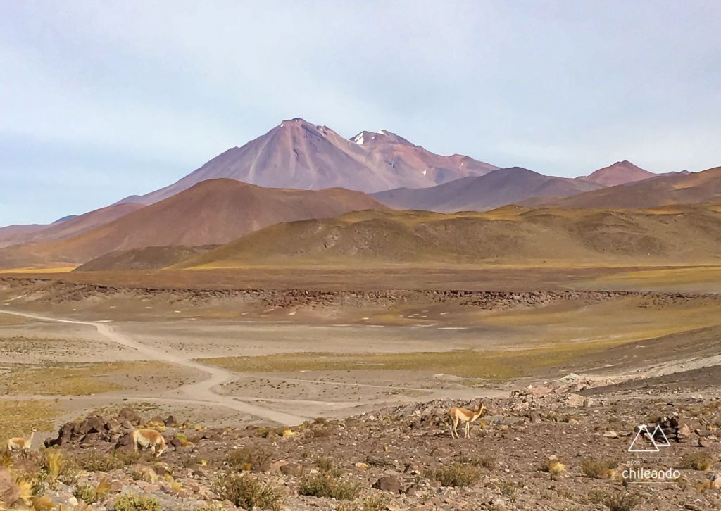 Vicuñas no Atacama