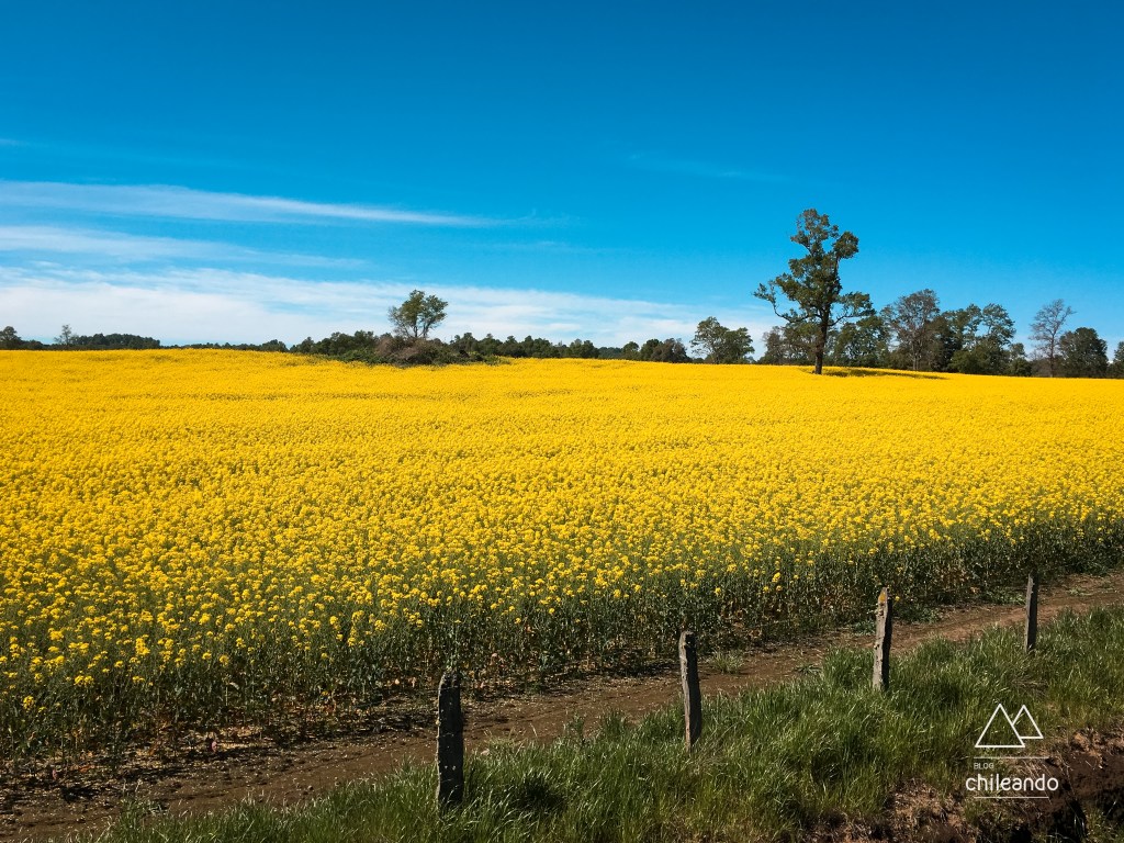 Campos de canola ao longo da estrada