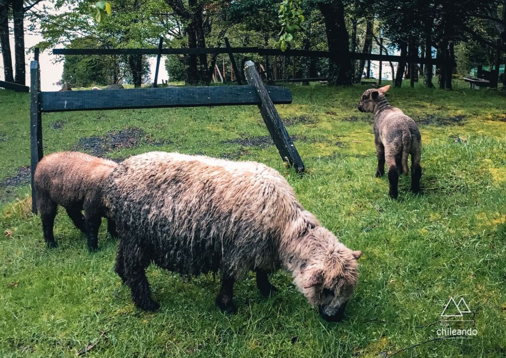 Ovelhas molhadas de chuva, no Huerquehue