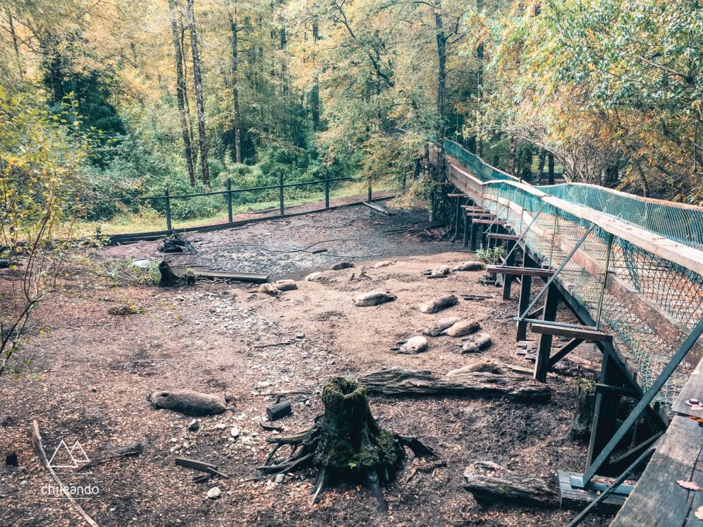 Área de javalis no setor Los Ciervos