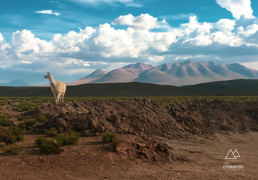 O deserto boliviano, rumo ao salar de Uyuni