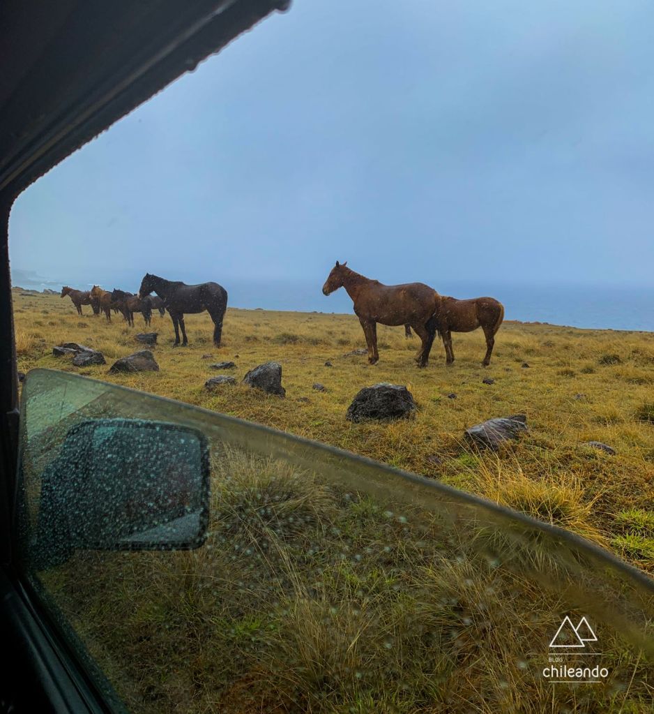 Diversos animais circulam livres pela Ilha de Páscoa