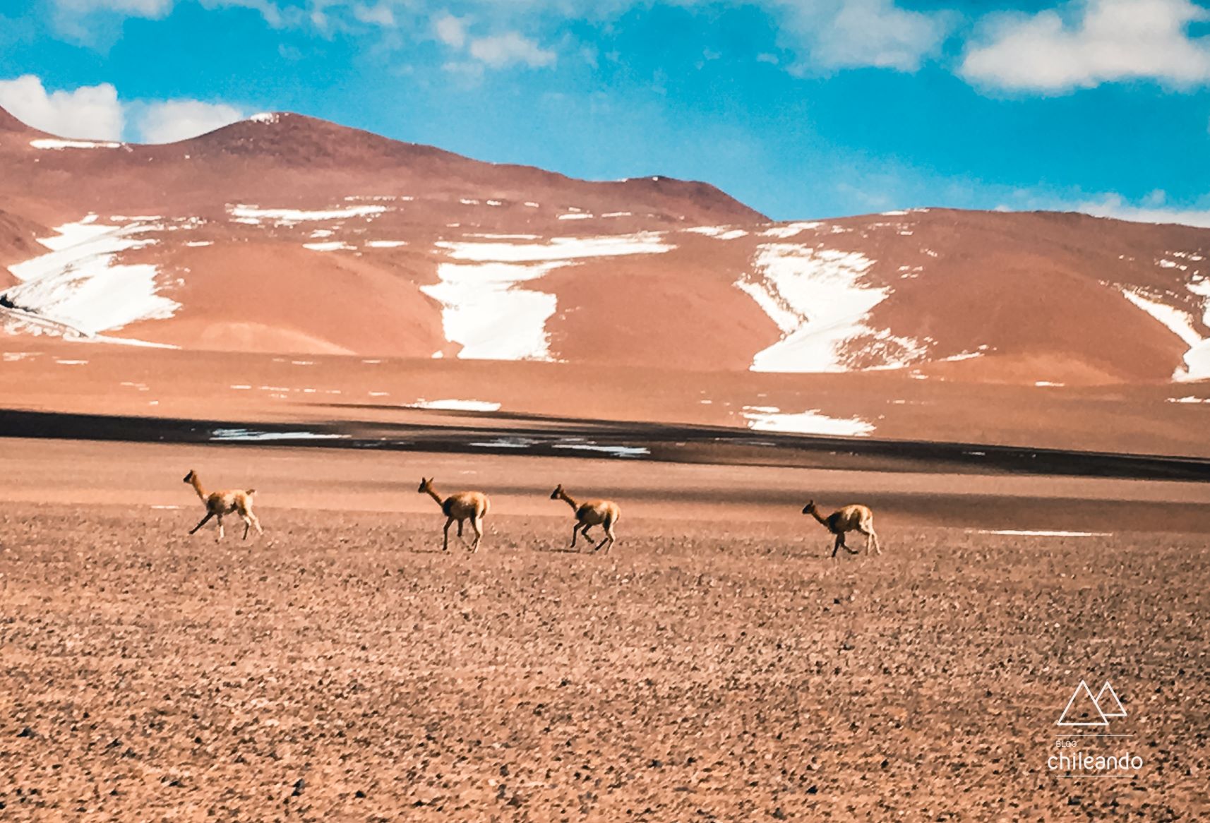 Vida selvagem do deserto de Atacama