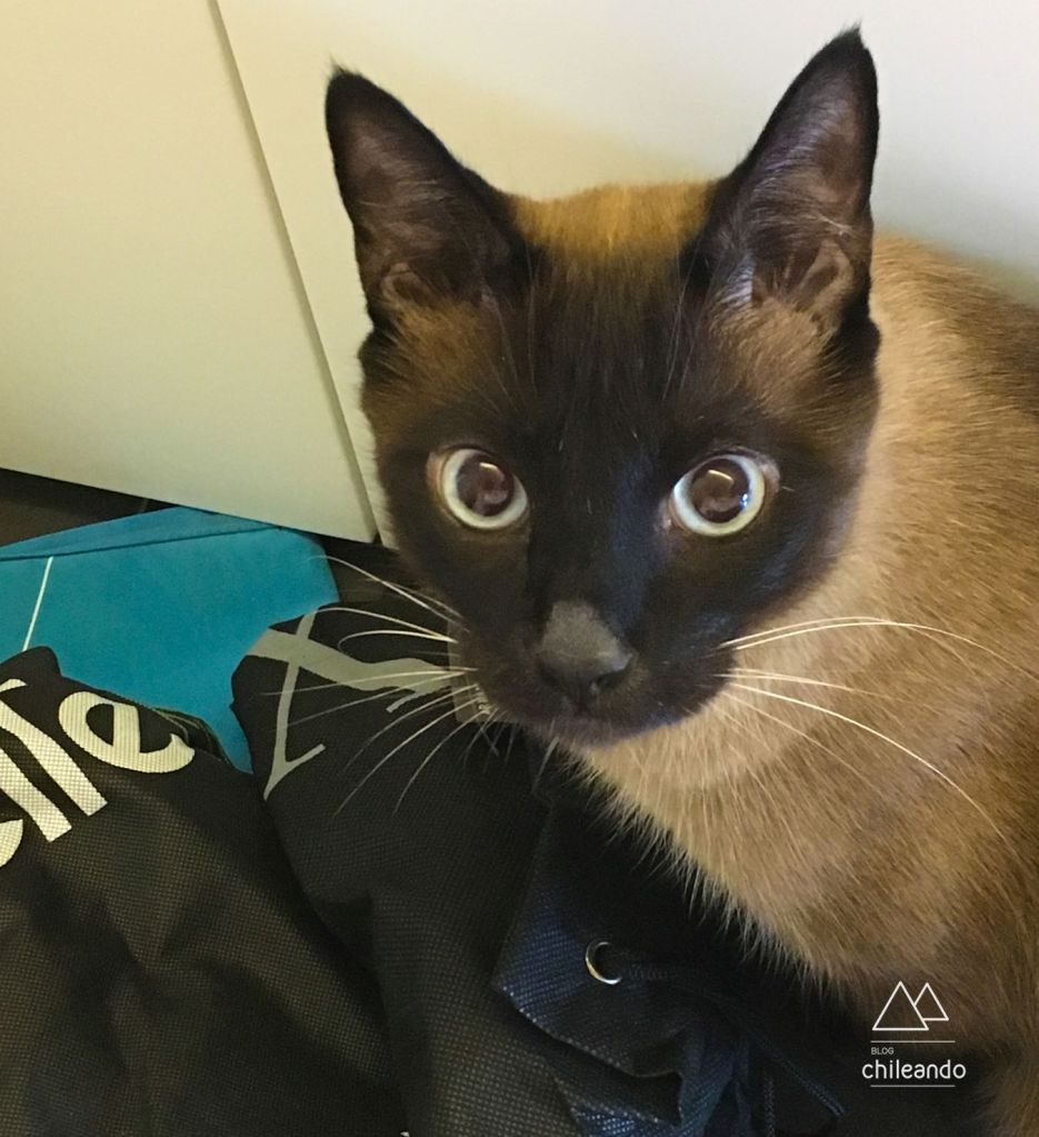 Chico ajudando a arrumar as malas