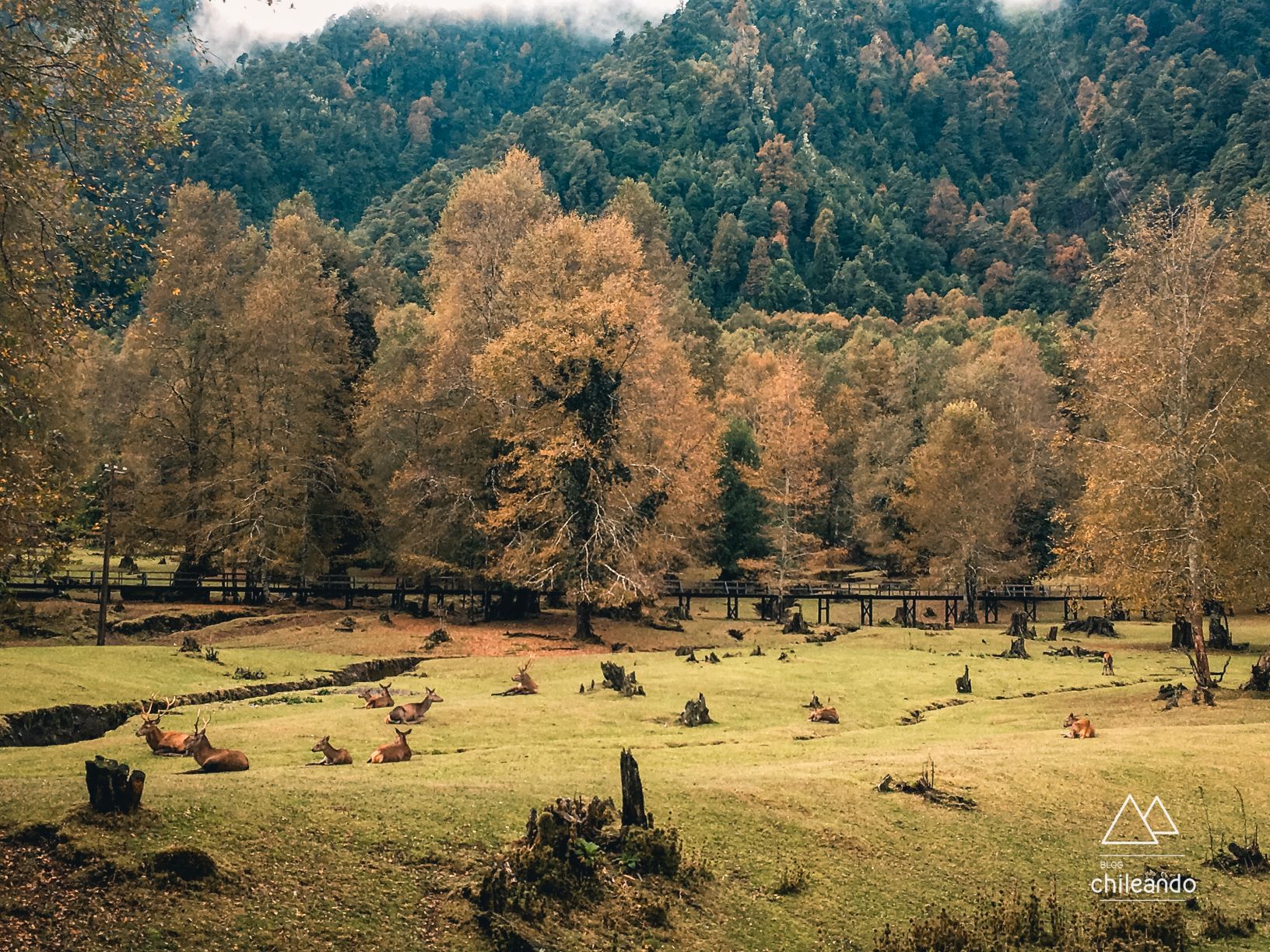 Área dos veados selvagens